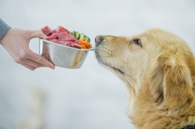 A review on, the Ultimate guide for dog food; better nutrition for dogs