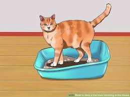 あなたの猫がどこでも排尿するのを防ぐための証明された技術 