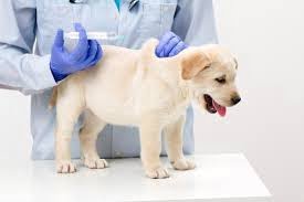 Pokyny, jak vychovat ze štěněte veterinářem dokonalého psa- Vědět o tom vše