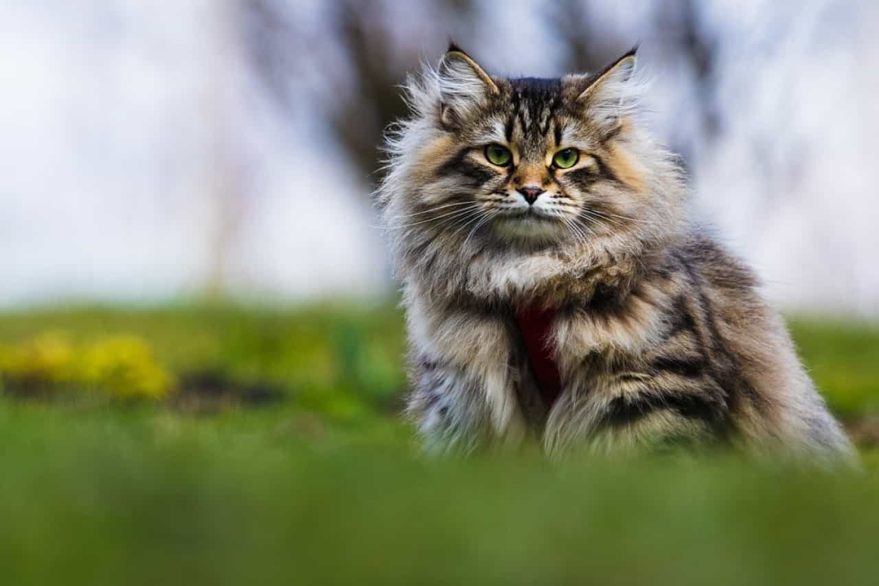 siberian-cat-breed-characteristics-and-facts