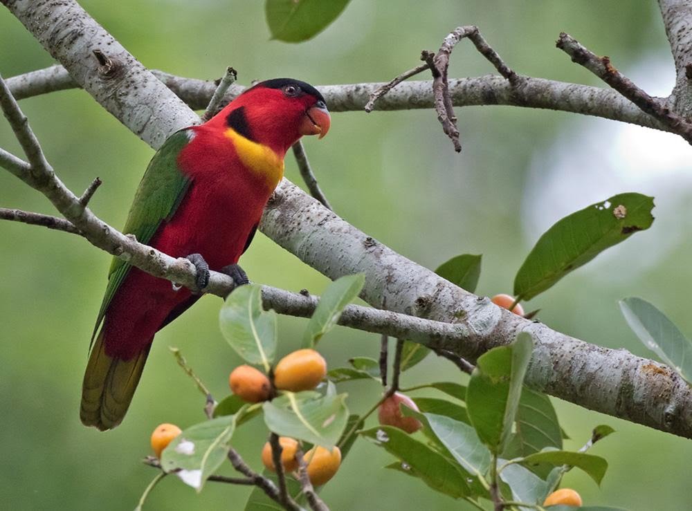 5-most-colorful-and-beautiful-Parrot-species