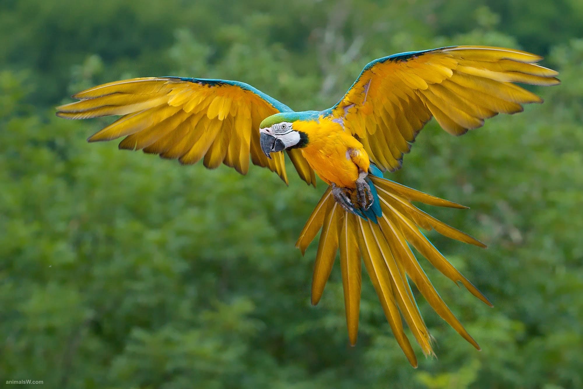  Blue-and-Yellow-Macaw 
