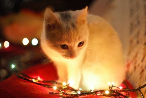 Känn till om viktiga egenskaper hos en vacker persisk katt