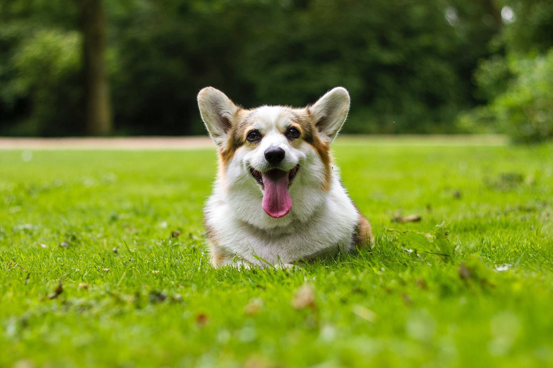 Рекомендации ветеринаров по воспитанию щенка как идеальной собаки. Узнайте все об этом