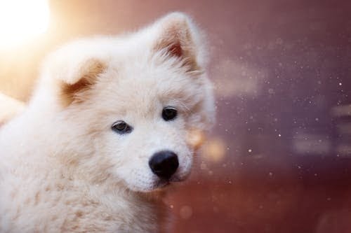 Рекомендации ветеринаров по воспитанию щенка как идеальной собаки. Узнайте все об этом