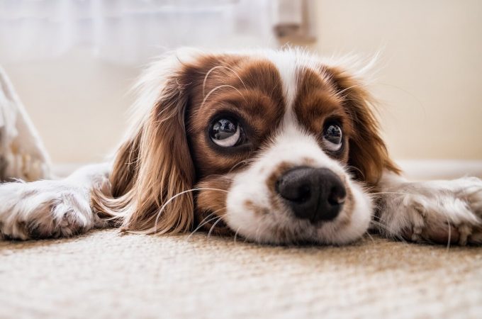 What Dog Owners Need To Know  About Canine Distemper?