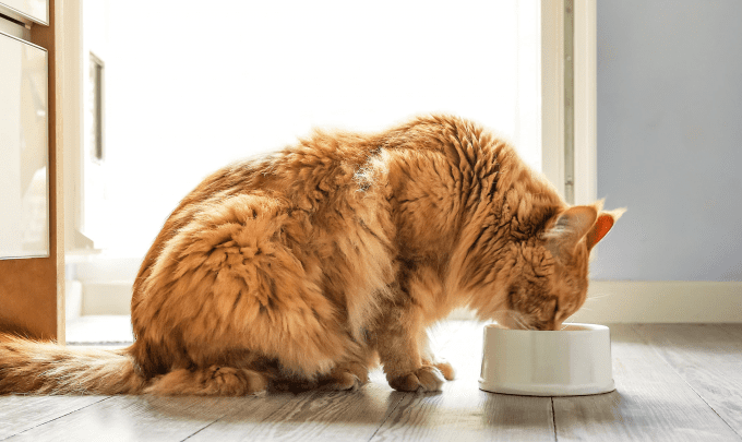 5 Tips For Helping Your Cat To Lose Weight