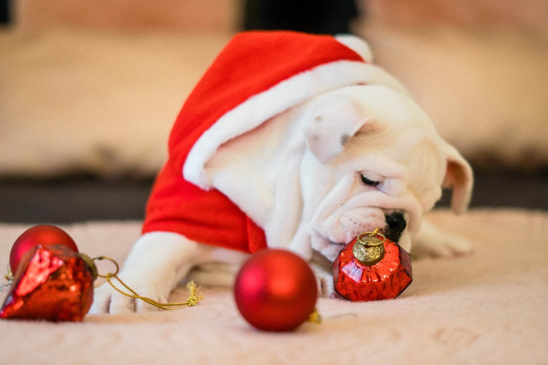 Nejlepší vánoční dárky pro psy roku 2019