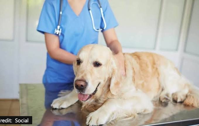 How Can We Manage Diet For Diabetic Dogs?