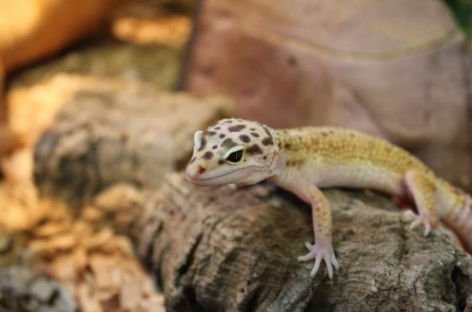 Get To Know The Leopard Gecko