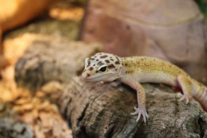 Get-To-Know-About-Leopard-Geckos
