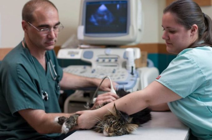What Is The Treatment Of Kidney Failure In Cats?