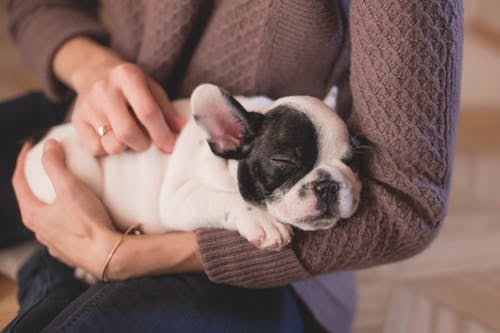 Pokyny, jak vychovat ze štěněte veterinářem dokonalého psa- Vědět o tom vše