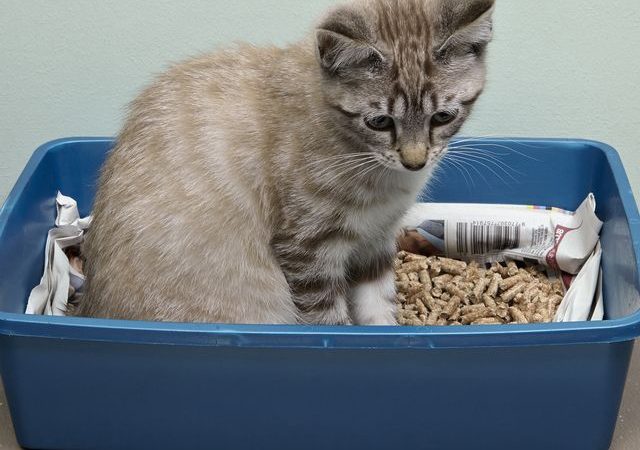 What Are The Benefits of Non-Clumping Cat Litter?