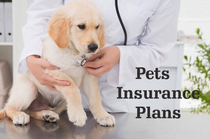 Pets Insurance Plans: Are You Looking For Insurance Option?