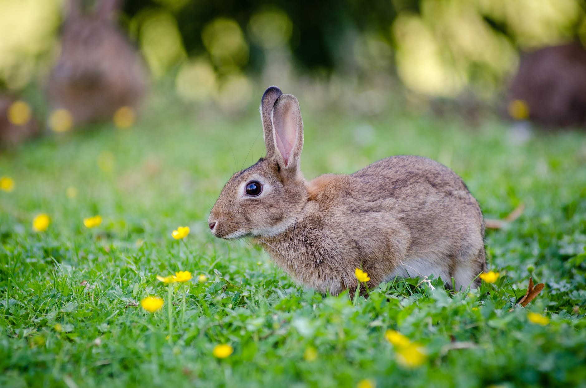 토끼를 겨울에 따뜻하게 유지하는 방법은 무엇입니까?
