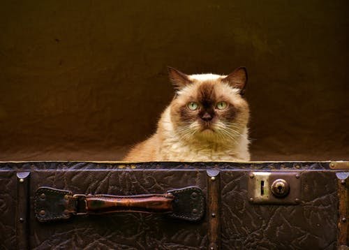 10 melhores fotos de gatos com sua biografia