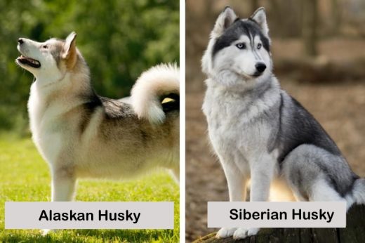 siberian and alaskan husky