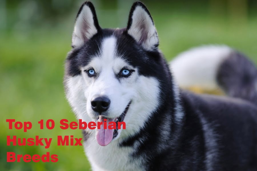 Top 10 Siberian And Husky Mix Breeds 