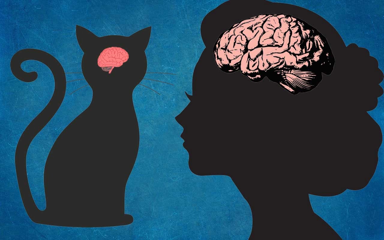 cat-and-human-brain