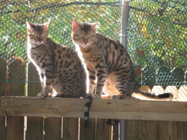 Without Outdoor Cat Shelter – Is It Safe To Let Your Bengal Cat Outside?