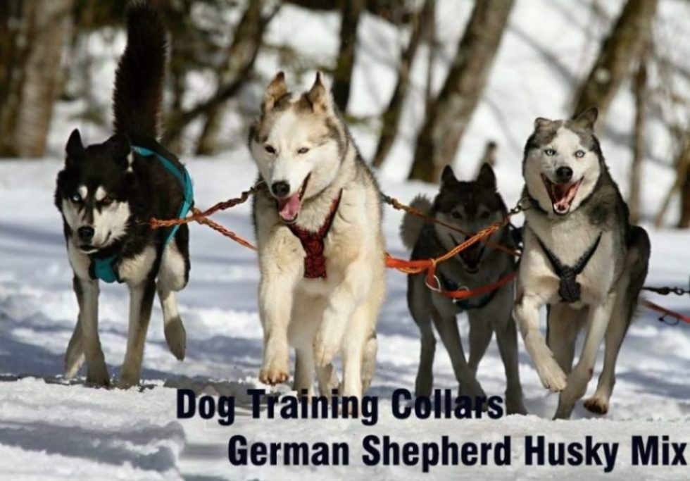 German - Shepherd - Husky - Mix