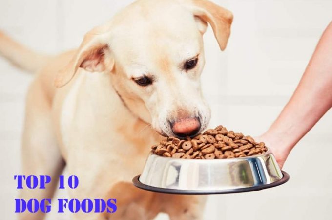 Top 10 Dog Foods – If Your Dog Is Over-weight