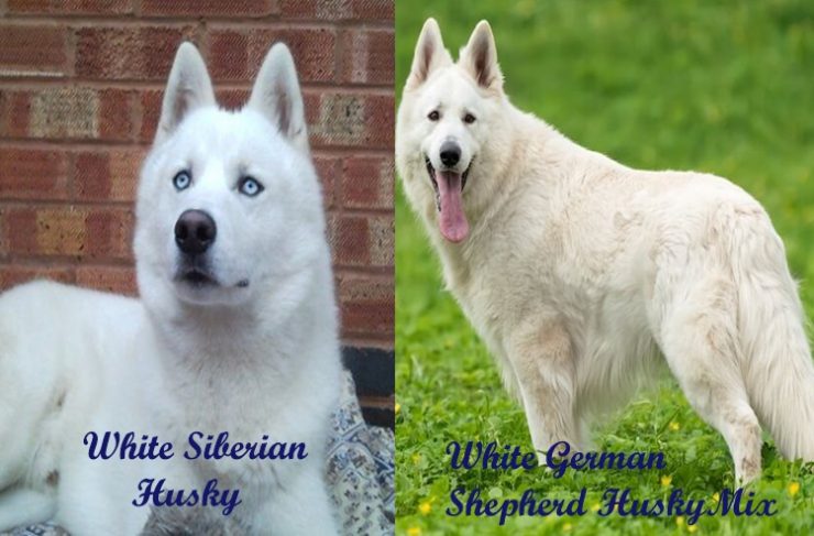 White Siberian German Shepherd Husky Mix 6 Differences Petvet