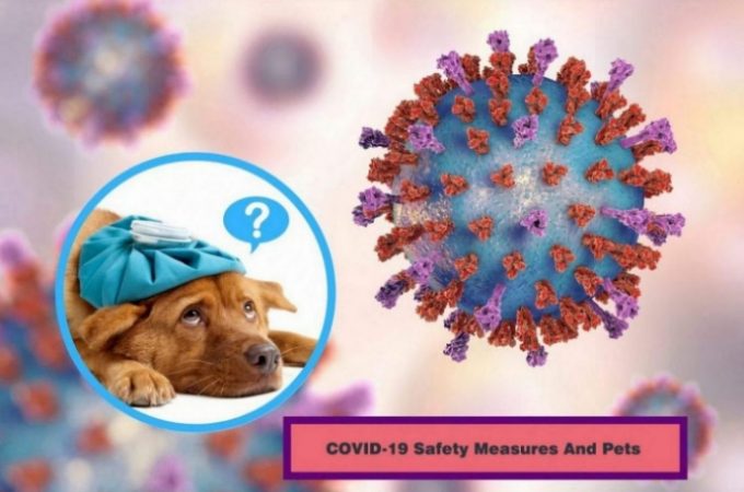 How Can You save your Pets from COVID-19?
