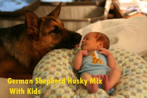 German-Shepherd-husky-mix