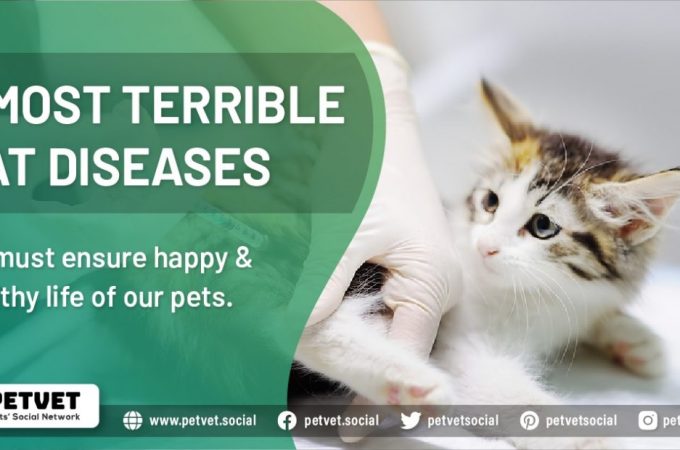 5 Most Terrible Cat Diseases
