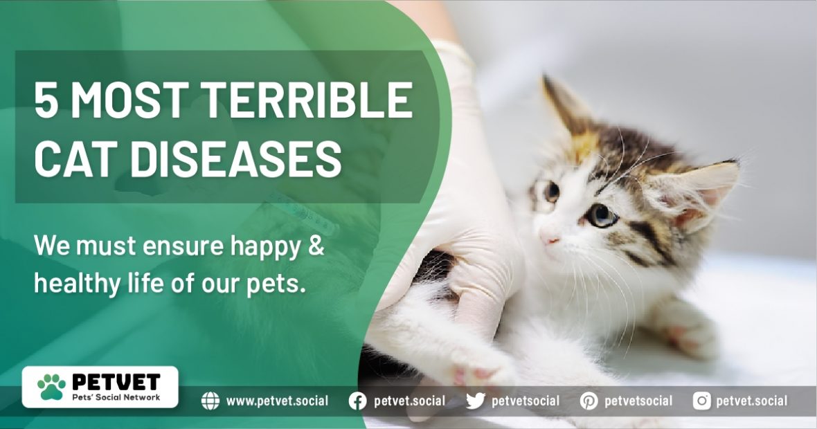 cat-diseases