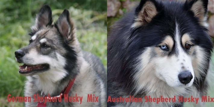 australian shepherd mixed with husky