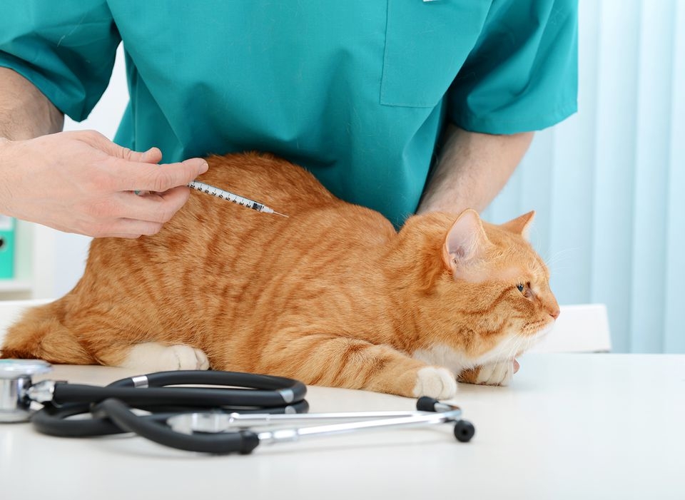 Diabetes-cat-diseases