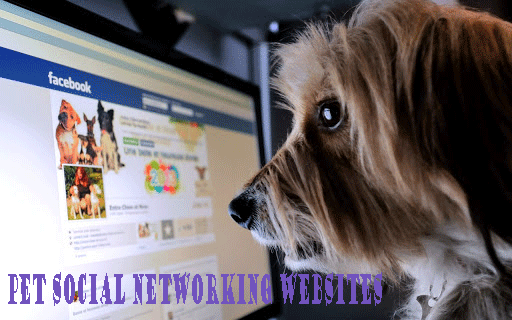 Pet-social-networking-website
