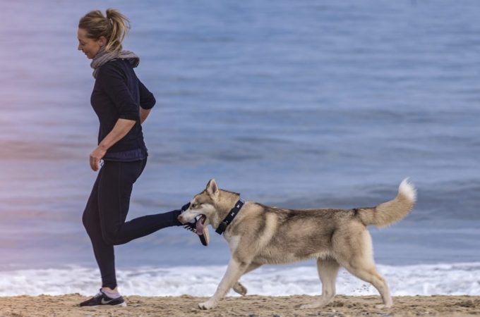 7 Practices Of German Shepherd Husky Mix Reduce Your Stress