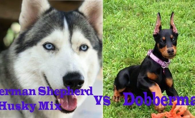 German Shepherd Husky Mix Vs Doberman – 5 Differences