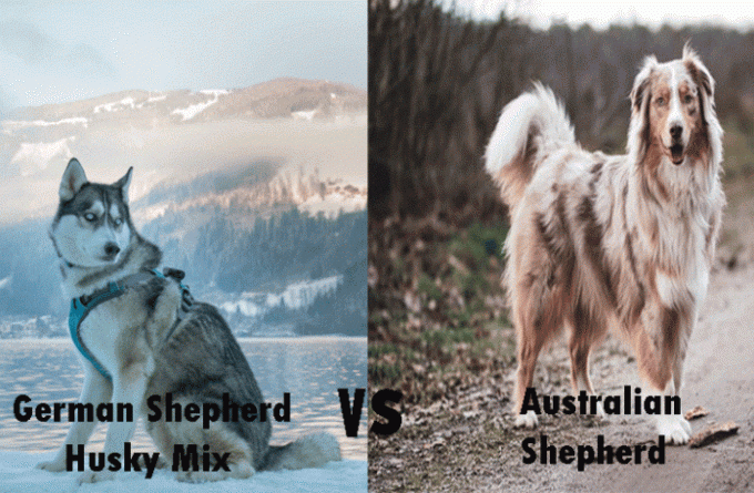 German Shepherd Husky Mix OR Australian Shepherd?