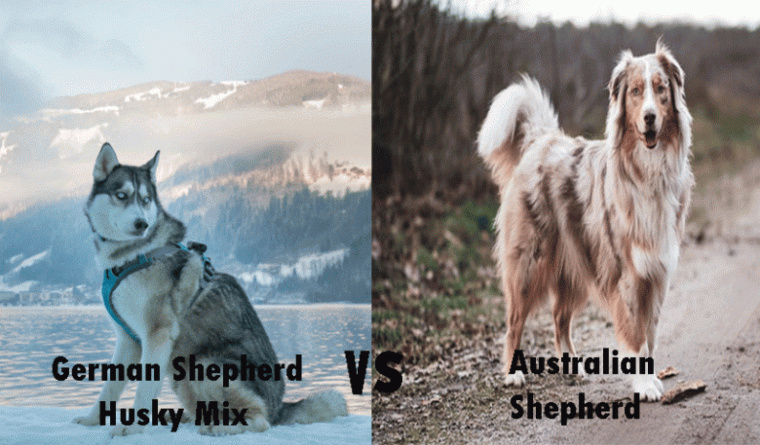 german-shepherd-husky-mix