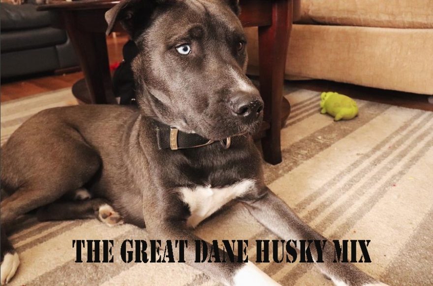 Great-Dane-Husky-mix