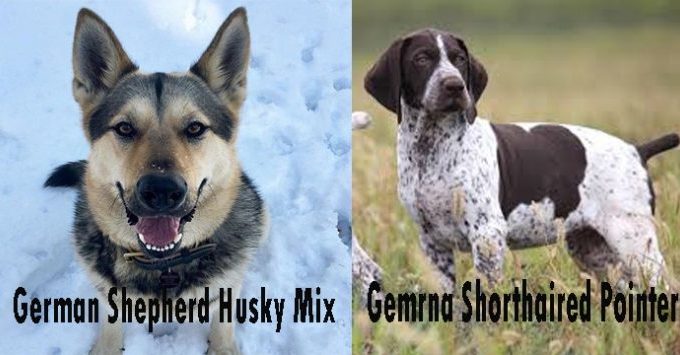 German Shepherd Husky Mix Vs German Shorthaired Pointer
