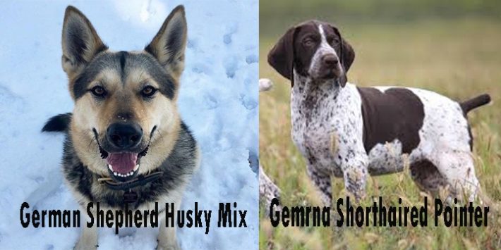 German-shepherd-husky-mix