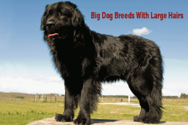 Big Dog Breeds With Long Haired Are Harmful?
