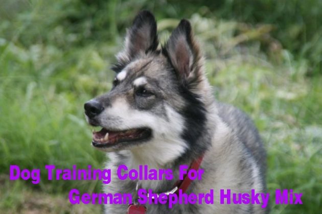 German Shepherd Husky Mix- 5 Best Dog Collars