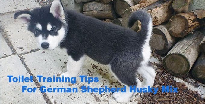 10 Important Tips Of Toilet Training – German Shepherd Husky Mix
