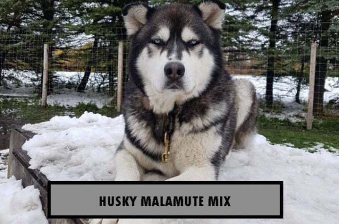 Husky Mix Breeds – The Husky Malamute Mix