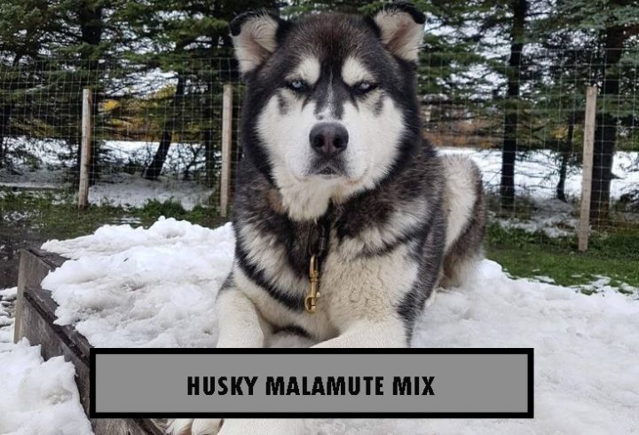 Husky-malamute-mix