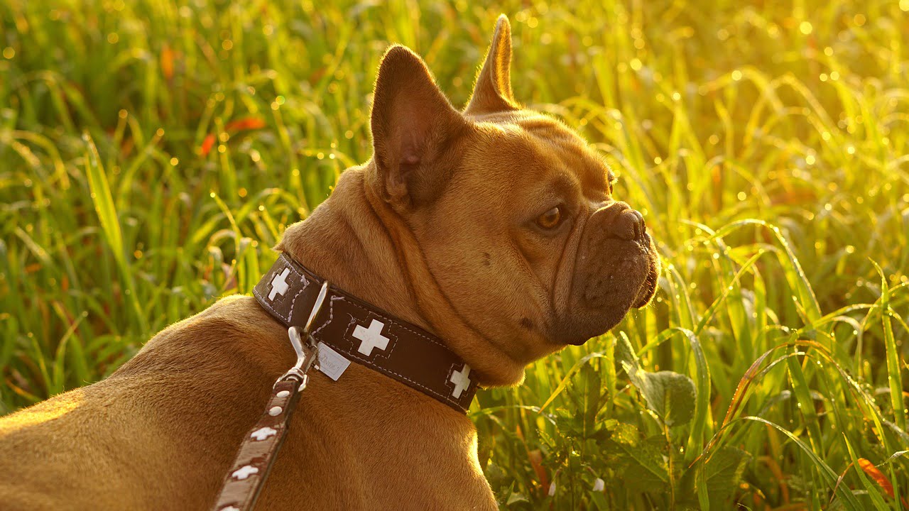 leather-dog-collars-best-dog-collars