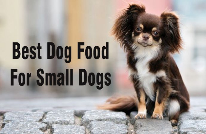 Best-dog-food-for-small-dogs