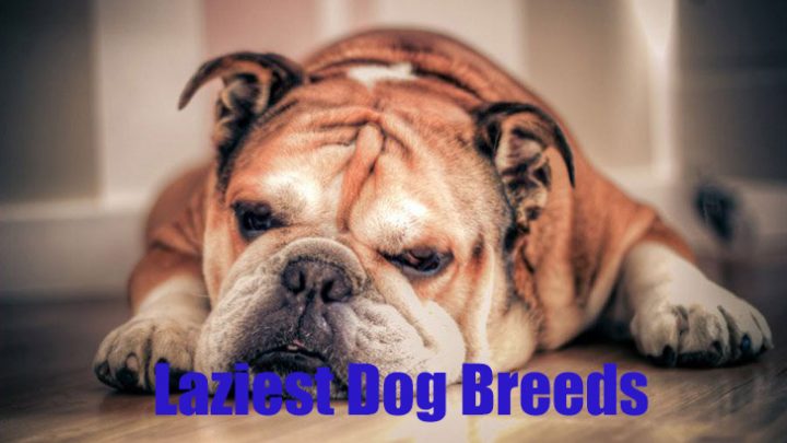 laziest-dog-breeds